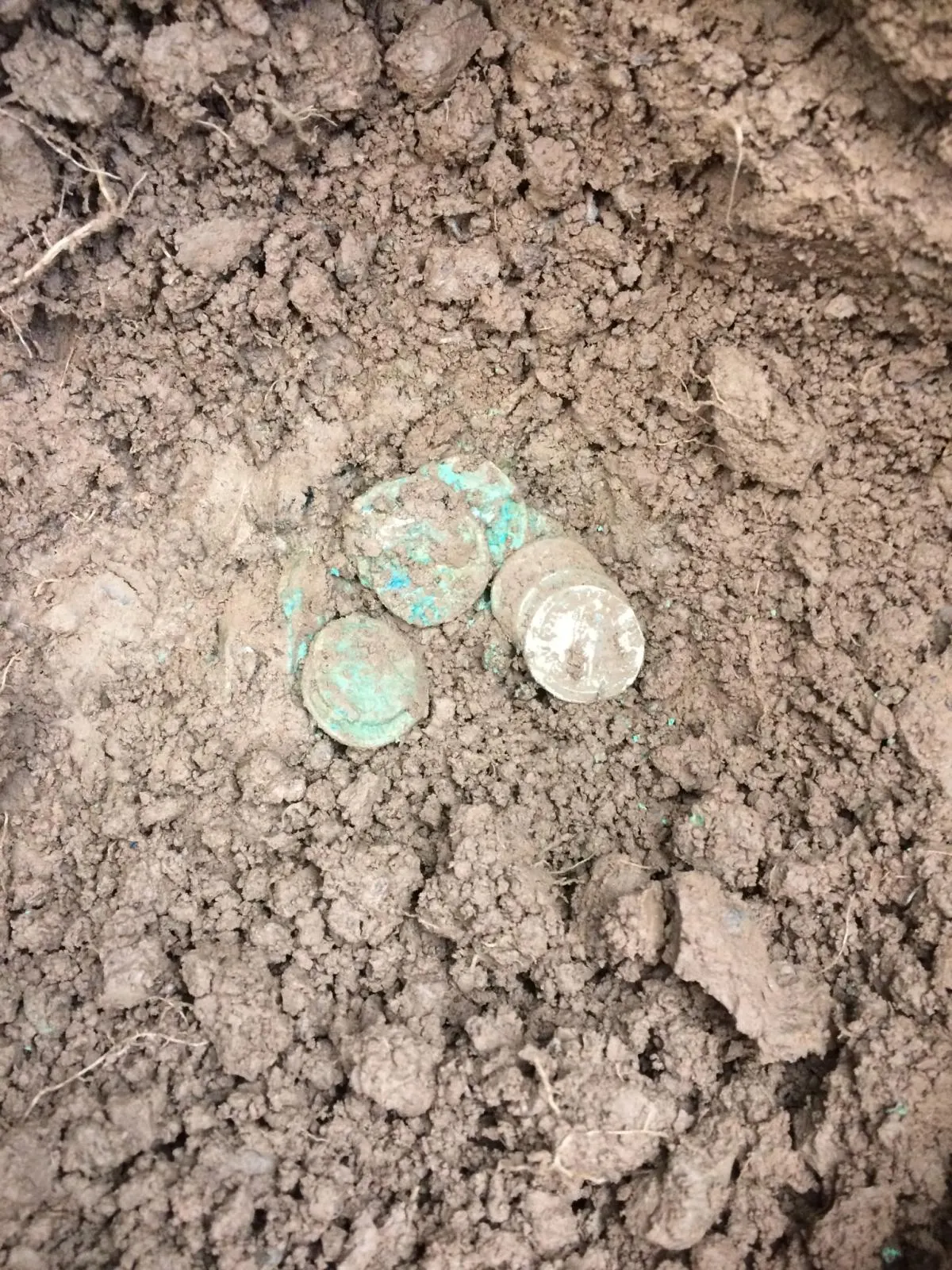 Silver Roman denarii of the Weobley Hoard half buried in Herefordshire clay at the moment of discovery