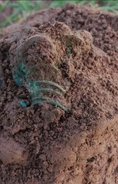 The corroded block of the Weobley Hoard emerging from the soil, holding the shape of its buried container